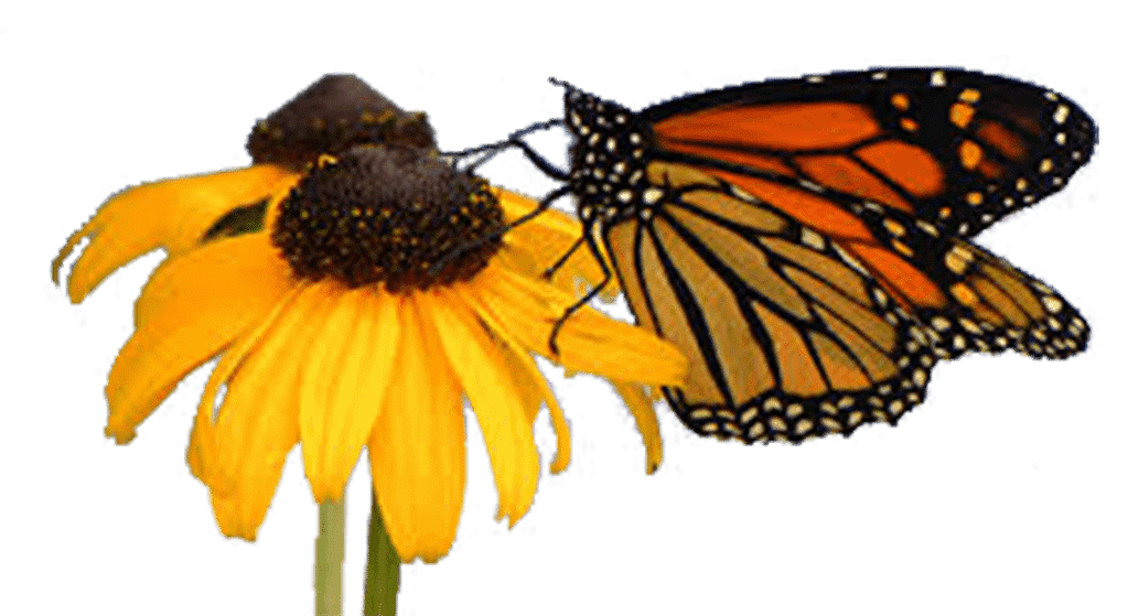 sunflowers butterfly opted