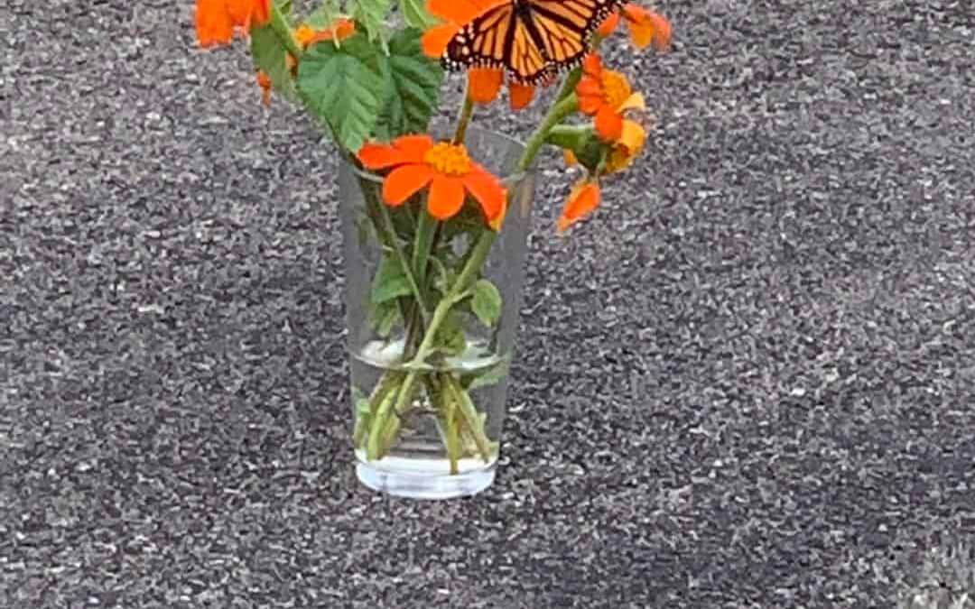 Dancing Butterfly