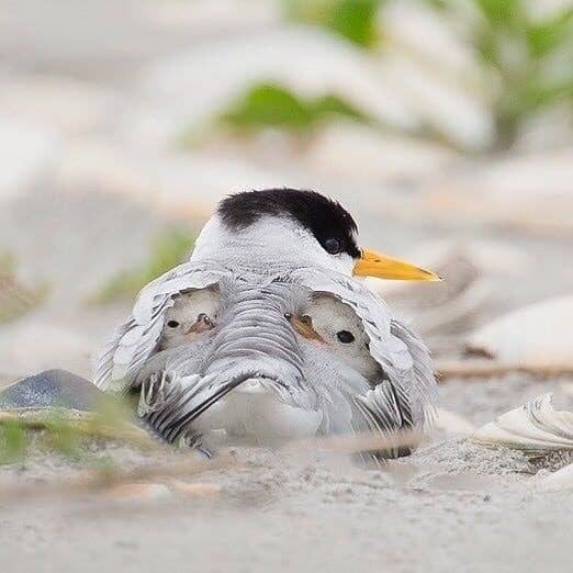 Trust